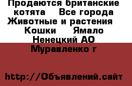 Продаются британские котята  - Все города Животные и растения » Кошки   . Ямало-Ненецкий АО,Муравленко г.